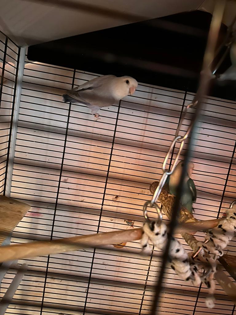 Agapornis, Geslacht onbekend, Dwergpapegaai of Agapornis