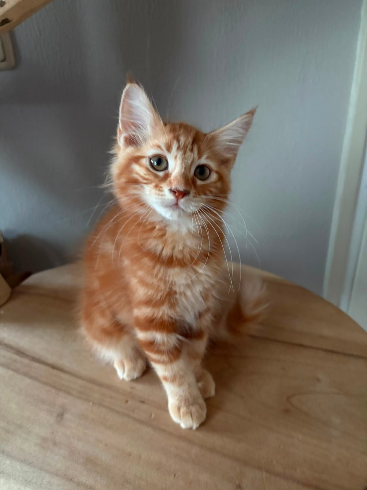 5 prachtige Maine Coon kittens!, Meerdere dieren, Ontwormd, 0 tot 2 jaar