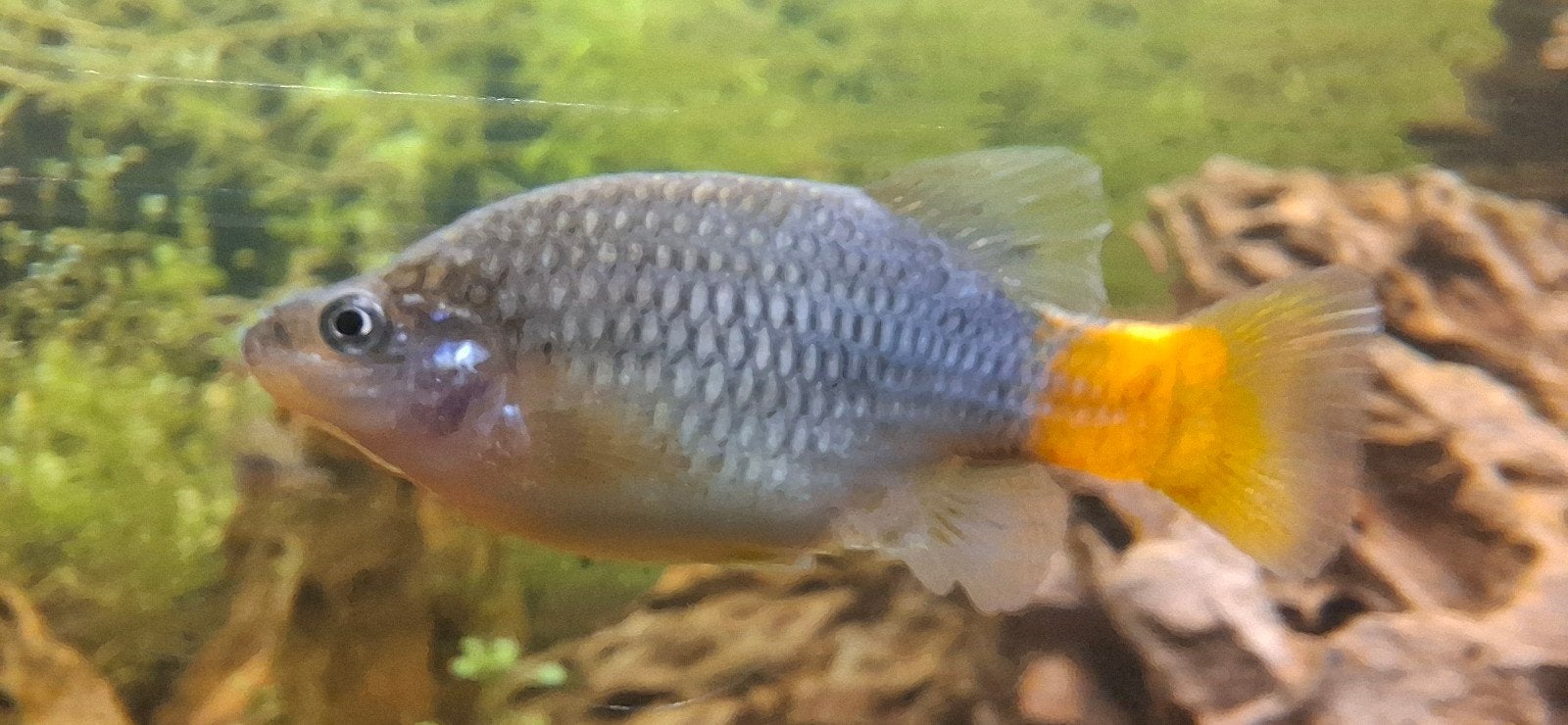 Xenotoca Lyonsi, Vis