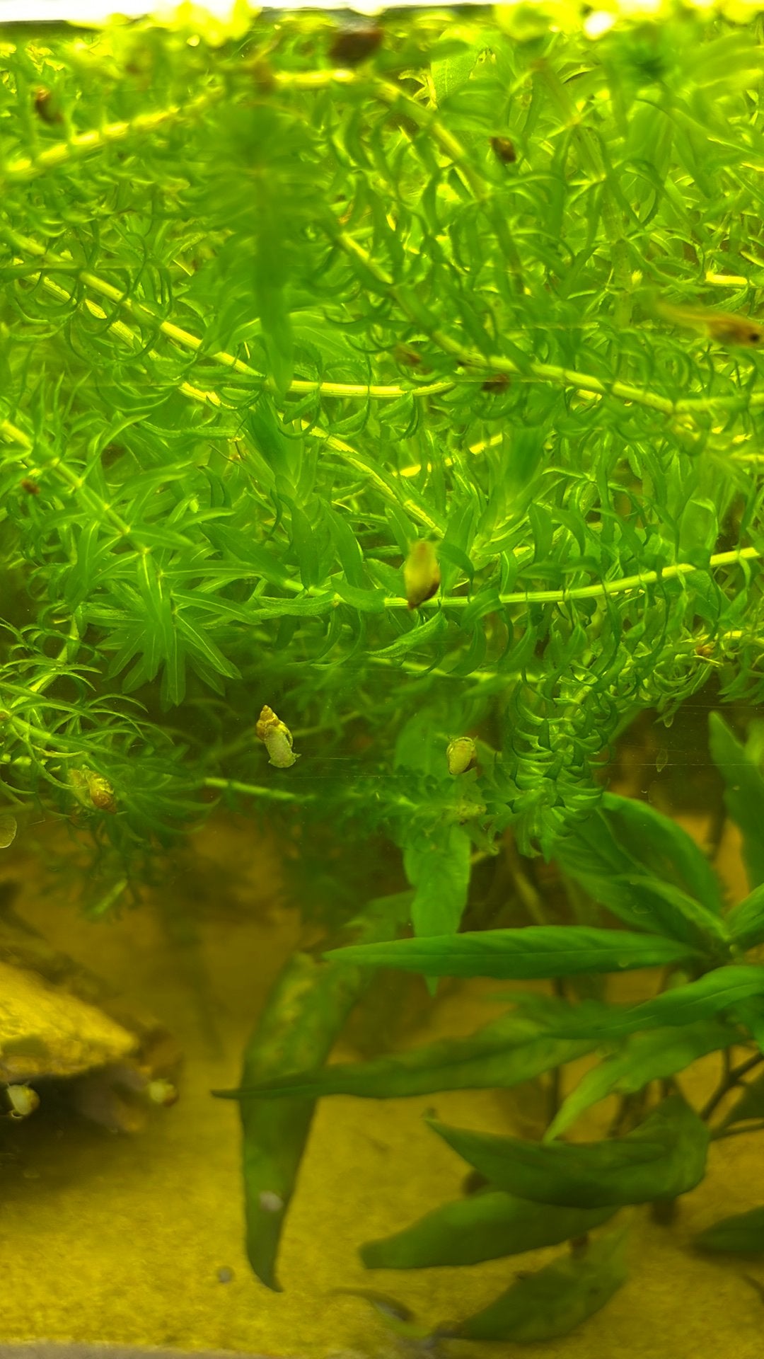 Aquarium slakken, Ophalen, Zo goed als nieuw, Plant(en), Steen of Hout