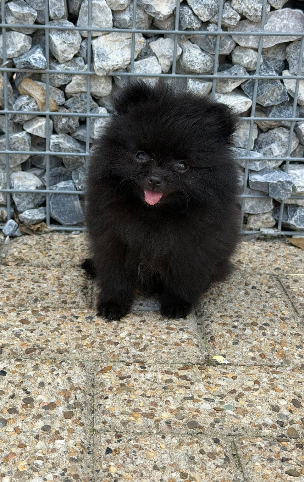 100% pomeriaan/pomeranian puppy’s/pups te koop nog 1 TEEFJE, Keeshond, 8 tot 15 weken, Parvo, Meerdere