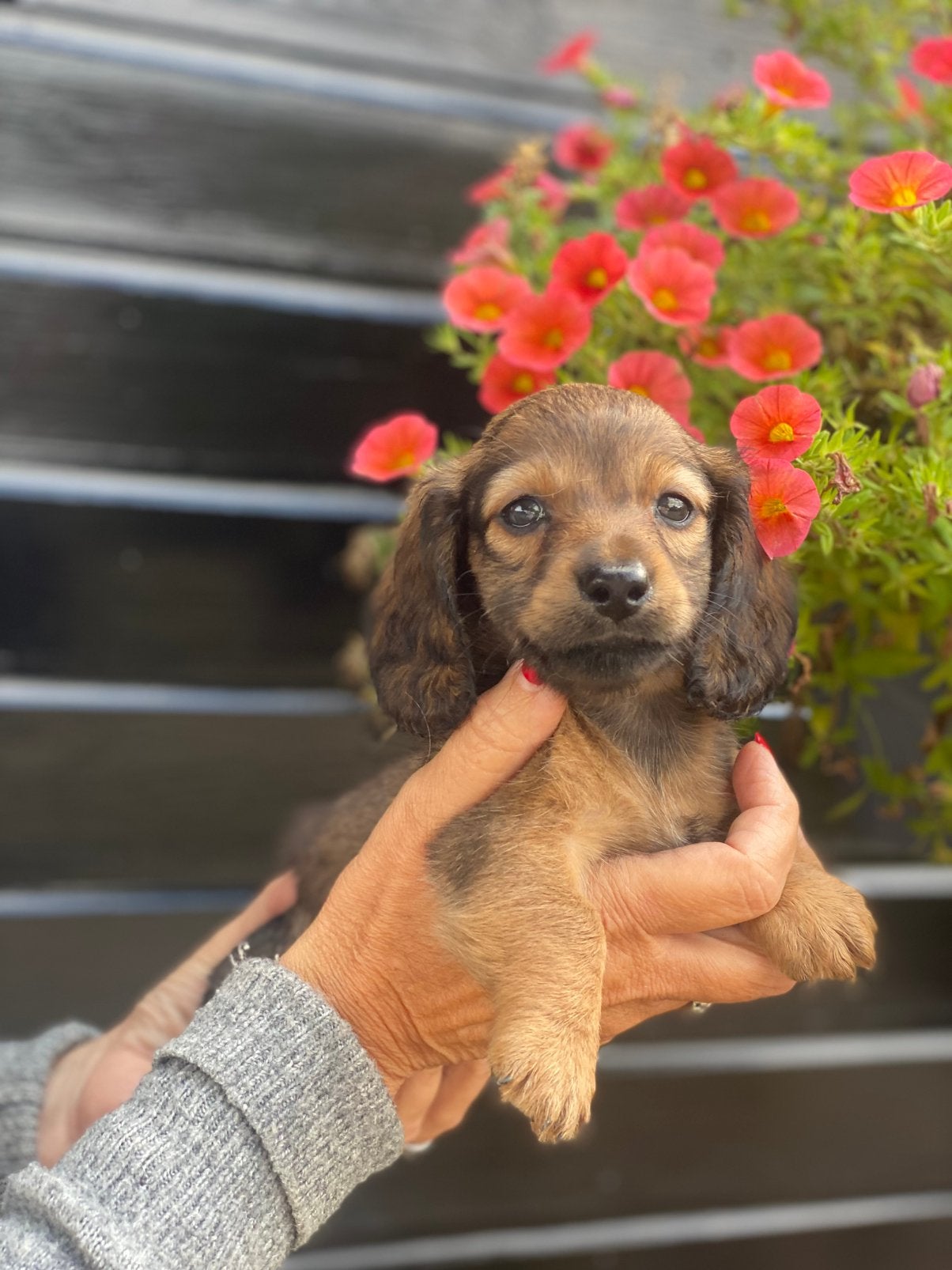 Langharige teckel pups, Dieren en Toebehoren, Honden | Teckels en Dashonden, Parvo, 8 tot 15 weken, Dwerg, Langhaar
