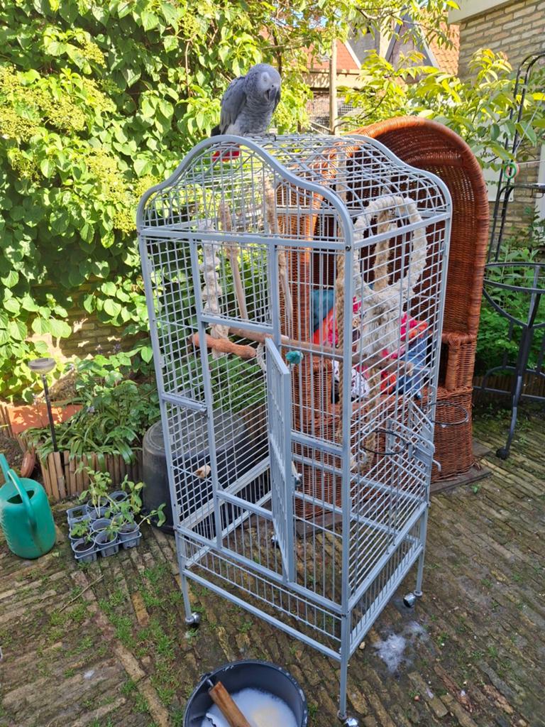 Papegaaienkooi, Ophalen, Zo goed als nieuw, Metaal, Vogelkooi