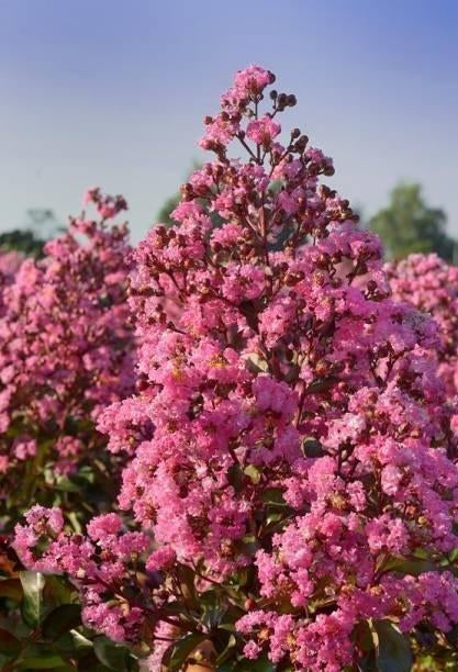 Lagerstroemia Rhapsody in Pink Indische 80-100 crepe myrtle, Ophalen, Minder dan 100 cm, Overige soorten, Volle zon
