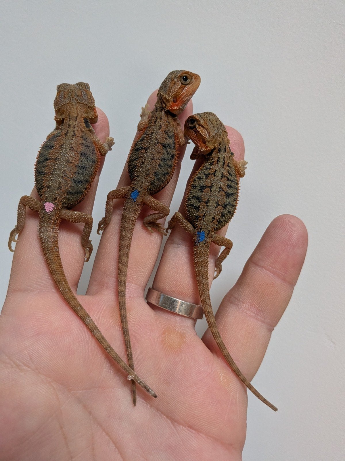 Pogona vitticeps, het zero, RM Morphs, citrus, tangarine, Dieren en Toebehoren, Reptielen en Amfibieën, Hagedis, Tam, 0 tot 2 jaar