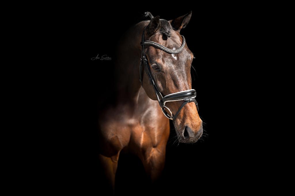 Elegante 7-jarige dressuurmerrie Just Wimphof X Ferdeaux, Merrie, Met stamboom, Dressuurpaard, L