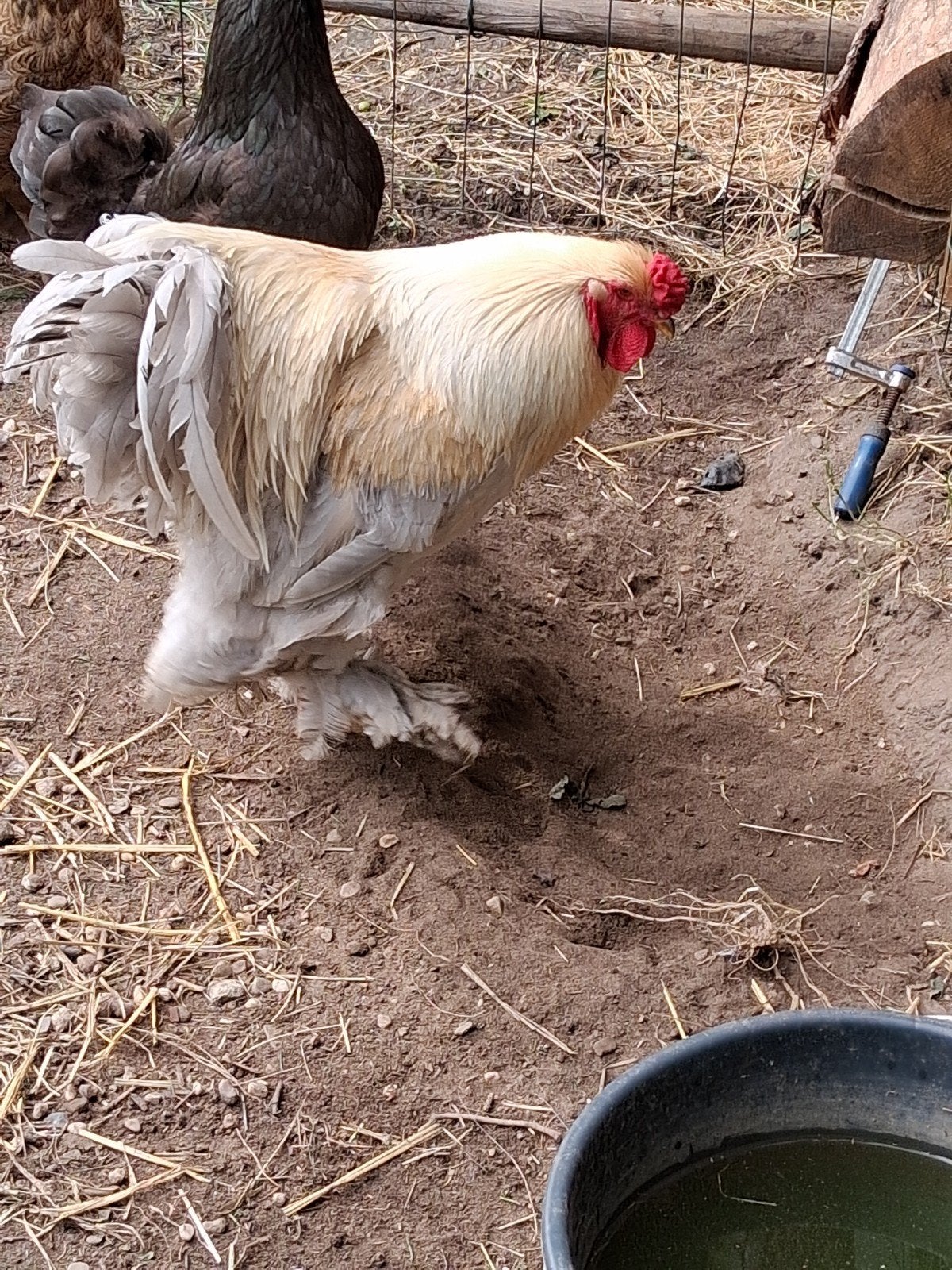 Grote  haan brahma, Dieren en Toebehoren, Pluimvee, Mannelijk, Kip