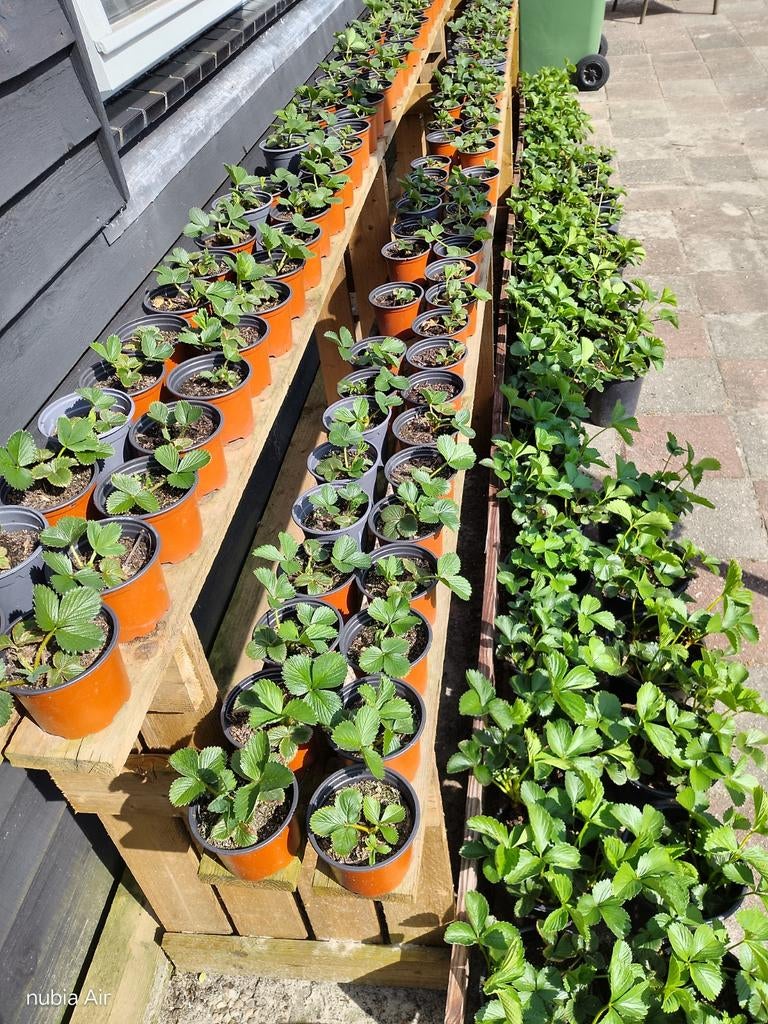 Mooie aardbeiplantjes, Ophalen, Vaste plant, Fruitplanten, Volle zon