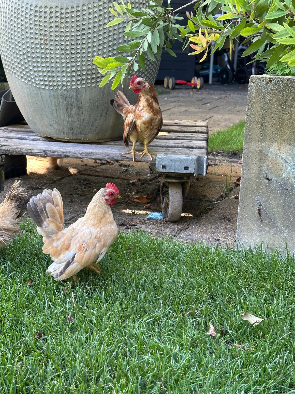 2 x jonge serama haan, Dieren en Toebehoren, Pluimvee, Mannelijk, Kip