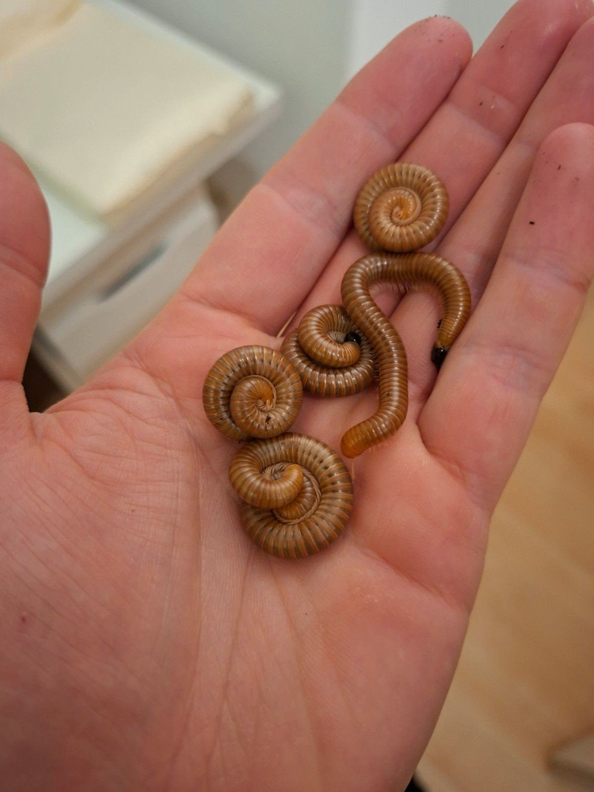 gratis jonge Spirostreptus sp.1, Dieren en Toebehoren, Overige soorten