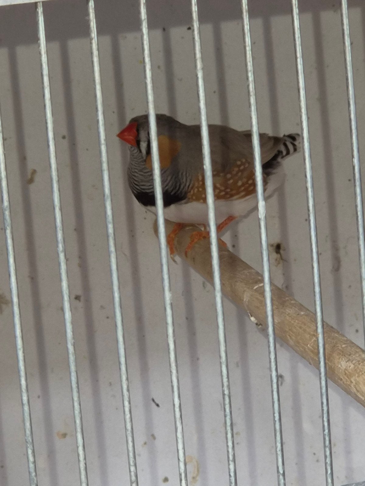 Mooi koppeltje zebravinken, Meerdere dieren