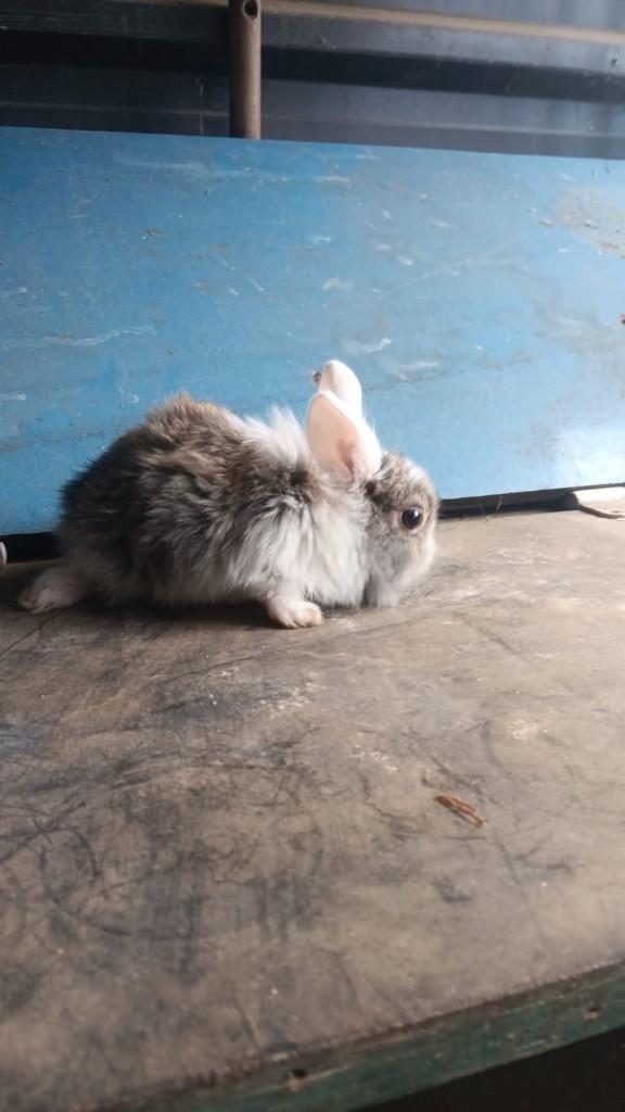 Dwergkonijntjes te koop, Dieren en Toebehoren, Konijnen, Meerdere dieren, Dwerg, 0 tot 2 jaar