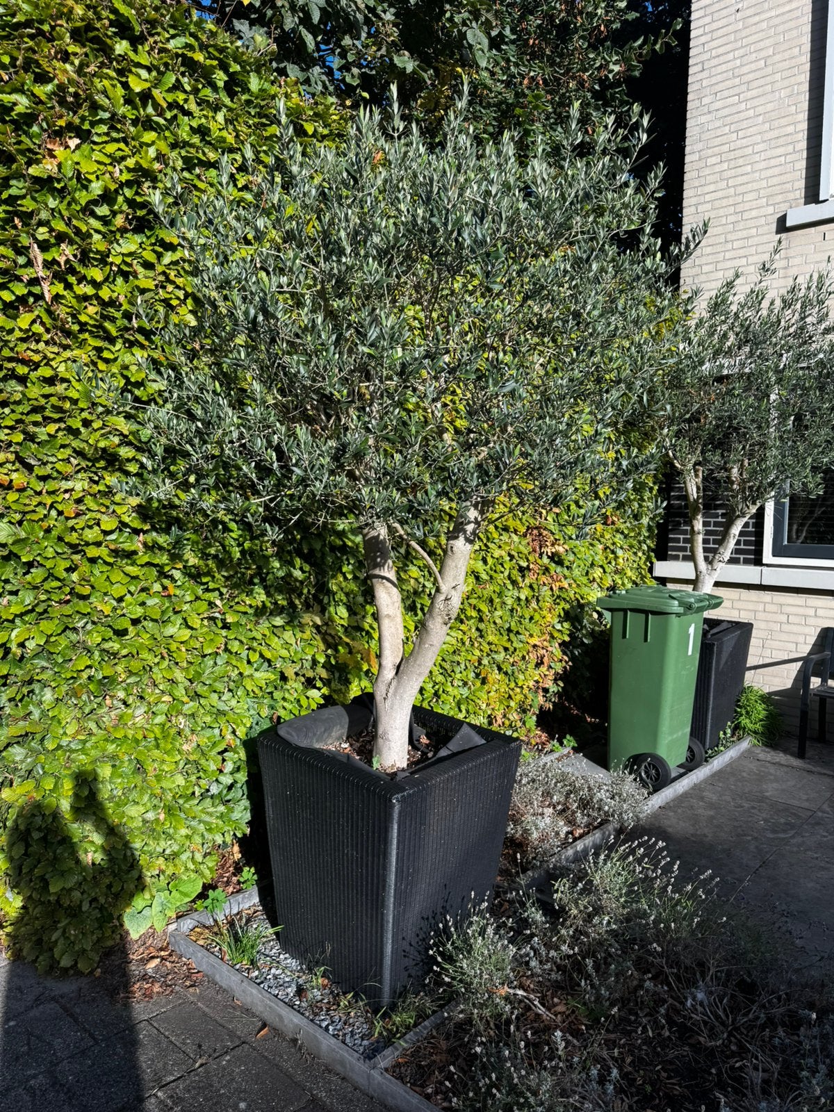 Olijfbomen met borek bakken, 100 tot 250 cm, Olijfboom, Zomer, Ophalen