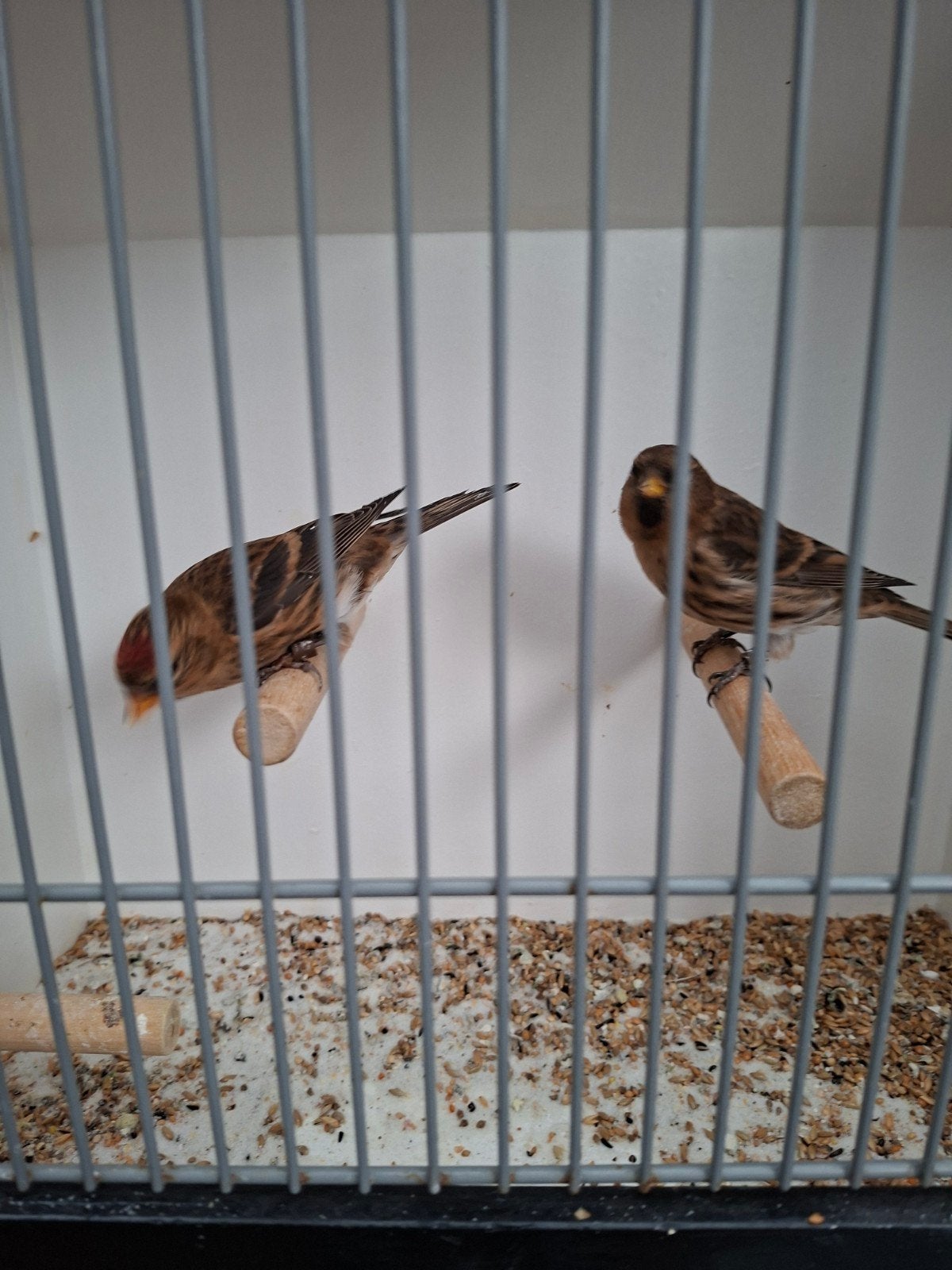 cabaret barmsijsen, Meerdere dieren, Wildzangvogel, Geringd