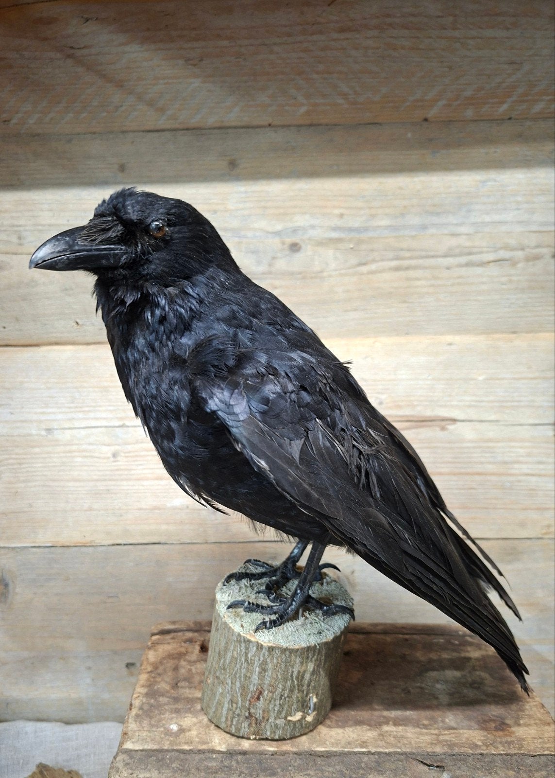 opgezette kraai, Ophalen of Verzenden, Zo goed als nieuw, Vogel, Opgezet dier