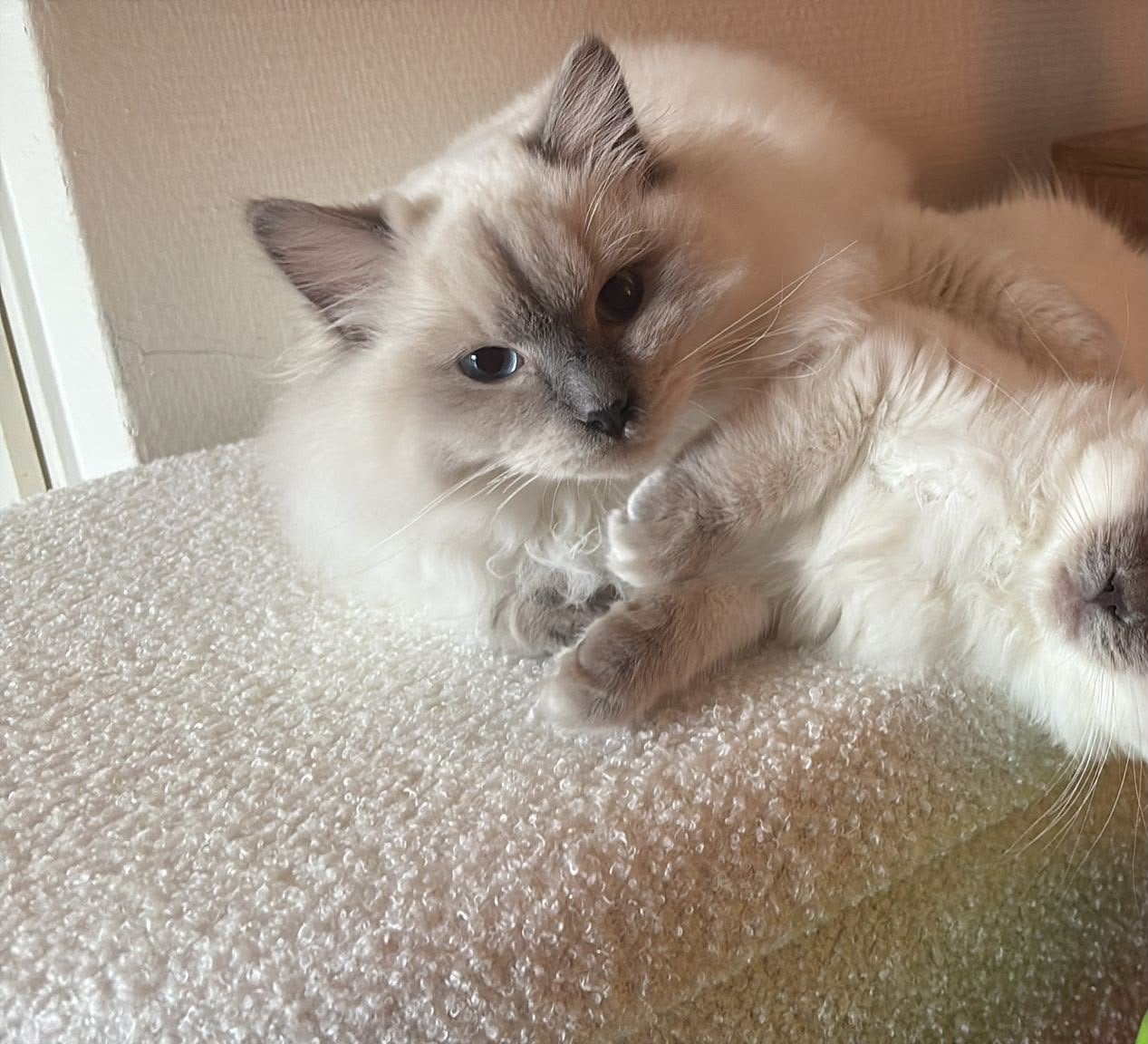 Ragdoll kater, Kater