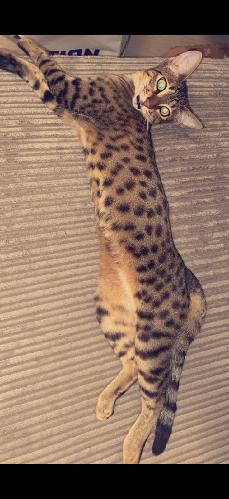 Savannah poes F6, Poes, Gechipt