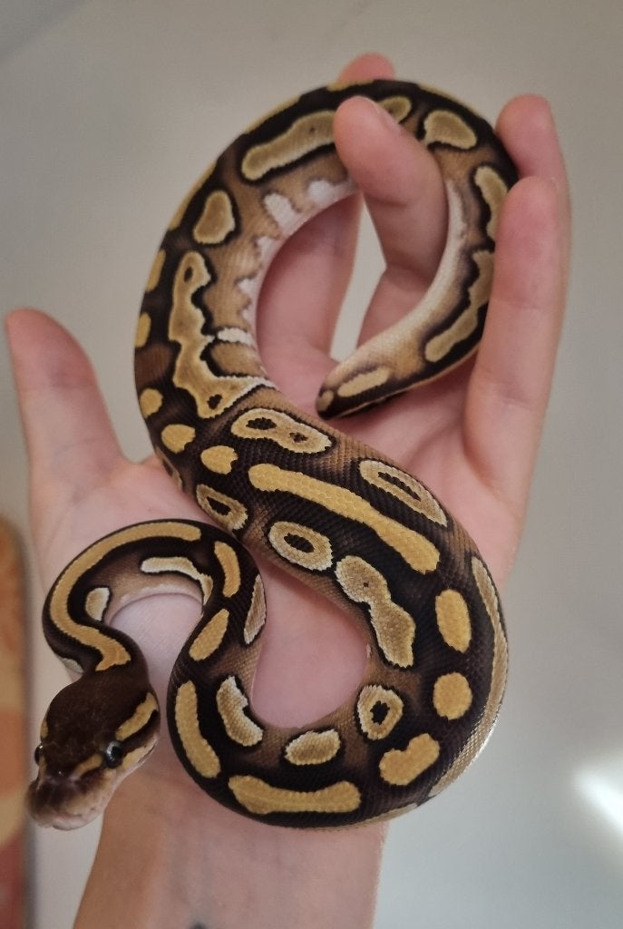 0.1 mojave 66% het dreamsicle koningspython Ball Python photo 2