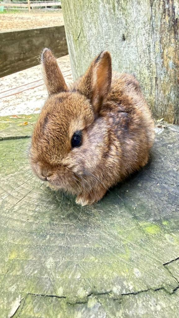 kleurdwerg konijntjes te koop!, Dieren en Toebehoren, Konijnen, Geslacht onbekend