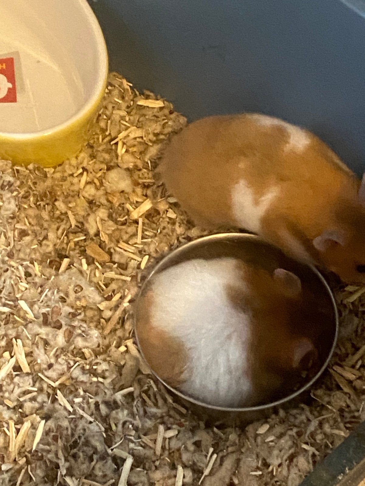 Goudhamster, Dieren en Toebehoren, Knaagdieren, Hamster, Mei, Meerdere dieren, Tam