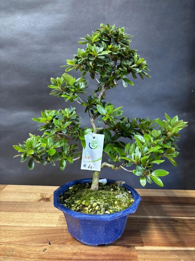 Japanse Bonsai buiten in diverse soorten en maten, Tuin en Terras, Planten | Bomen, In pot, Halfschaduw, Lente, Minder dan 100 cm