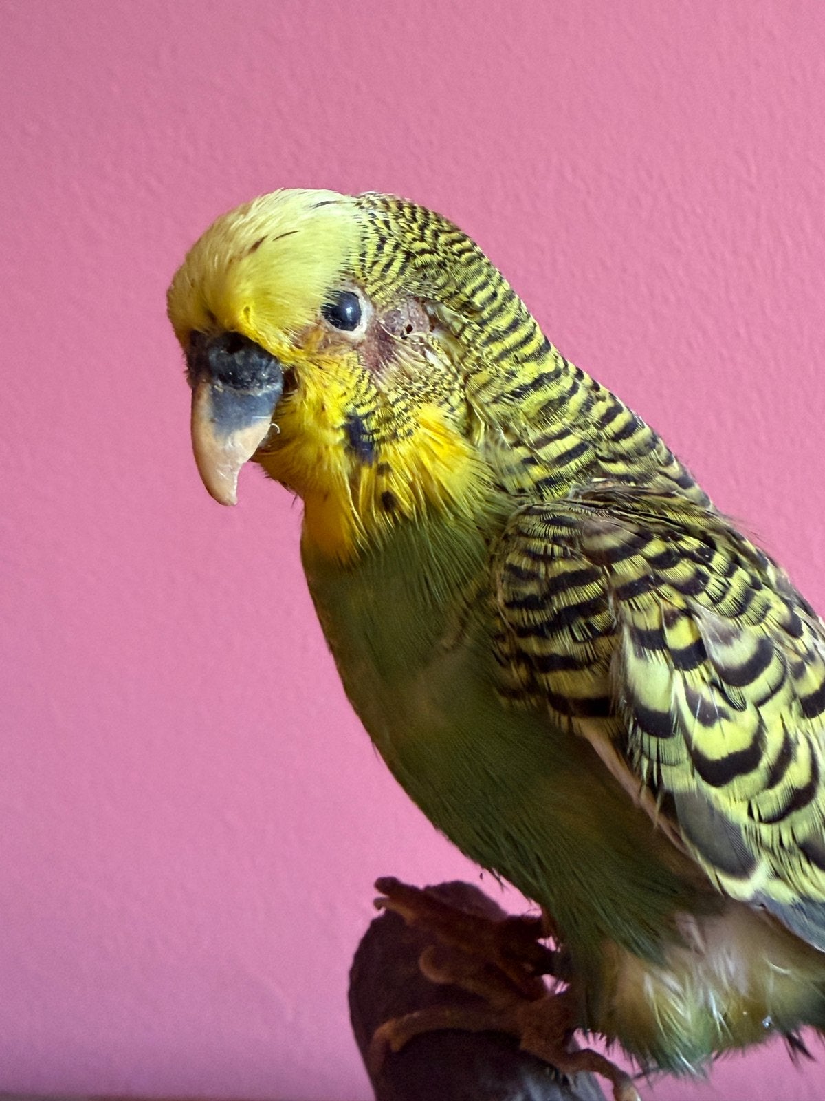 Opgezette Grasparkiet onder stolp geel groen blauw, Ophalen, Gebruikt, Vogel, Opgezet dier