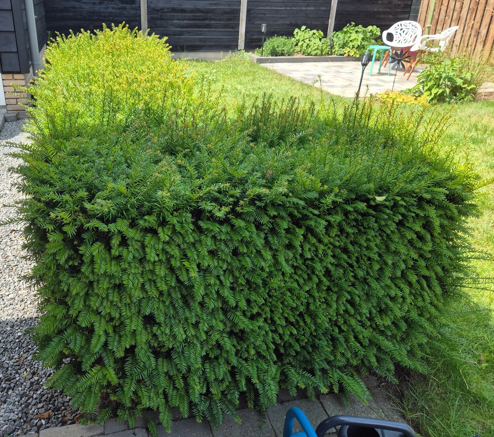 GRATIS Taxus baccata 'Summergold' 20 meter 80cm hoog, Ophalen, Buxus, Haag, Minder dan 100 cm