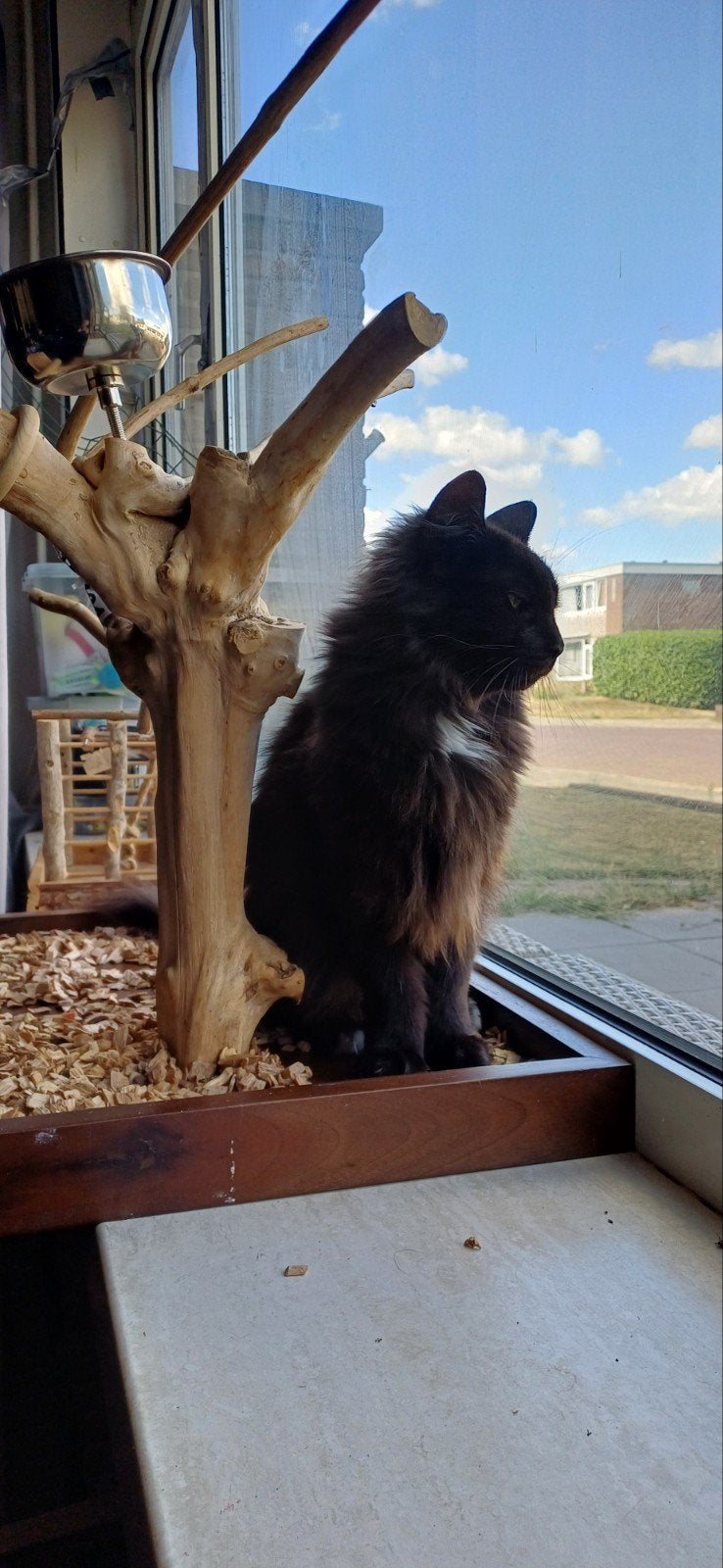 mainecoon poes,, Poes, Langharig, 3 tot 5 jaar