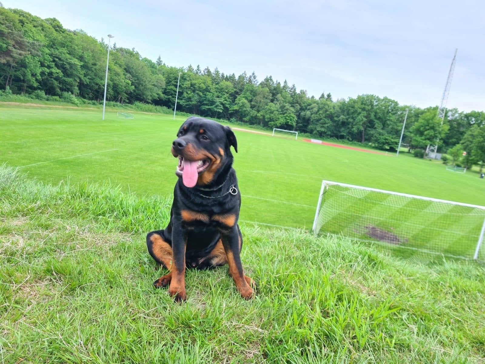 Rottweiler (Lucky), 6 jaar of ouder, Reu, Parvo, Eén hond
