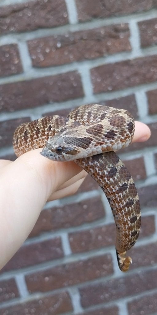 0.1 Heterodon nasicus Sable, Dieren en Toebehoren, Slang, Tam, 0 tot 2 jaar