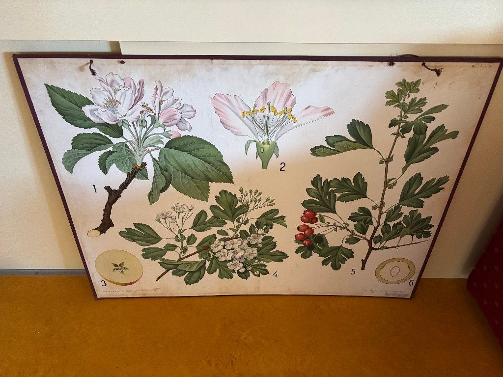 Vintage plantkunde prent (skoleplanche), Ophalen