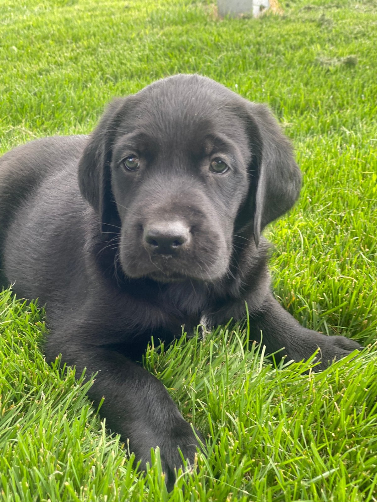 Knappe kruising pup reutje, Dieren en Toebehoren, Honden | Retrievers, Spaniëls en Waterhonden, Golden retriever, Reu, 8 tot 15 weken