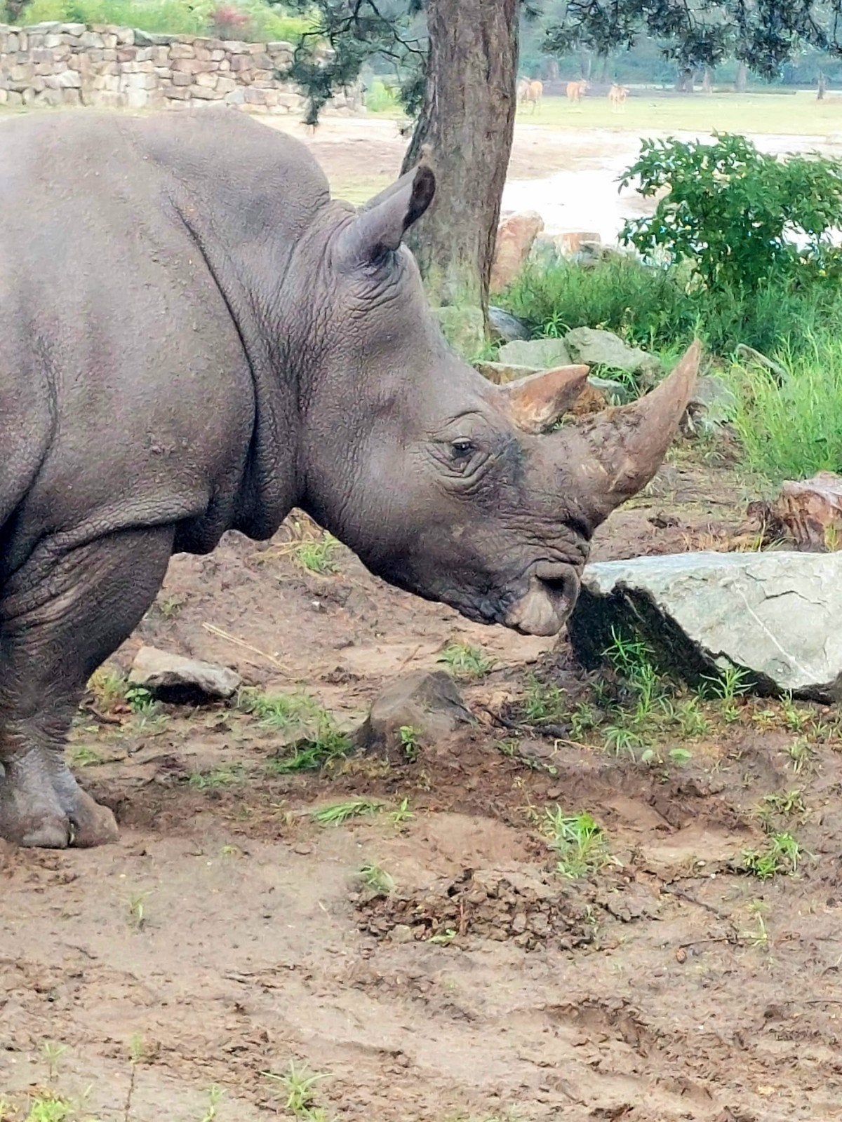 Kaartjes 4x Safaripark Beekse Bergen, Drie personen of meer, Ticket of Toegangskaart