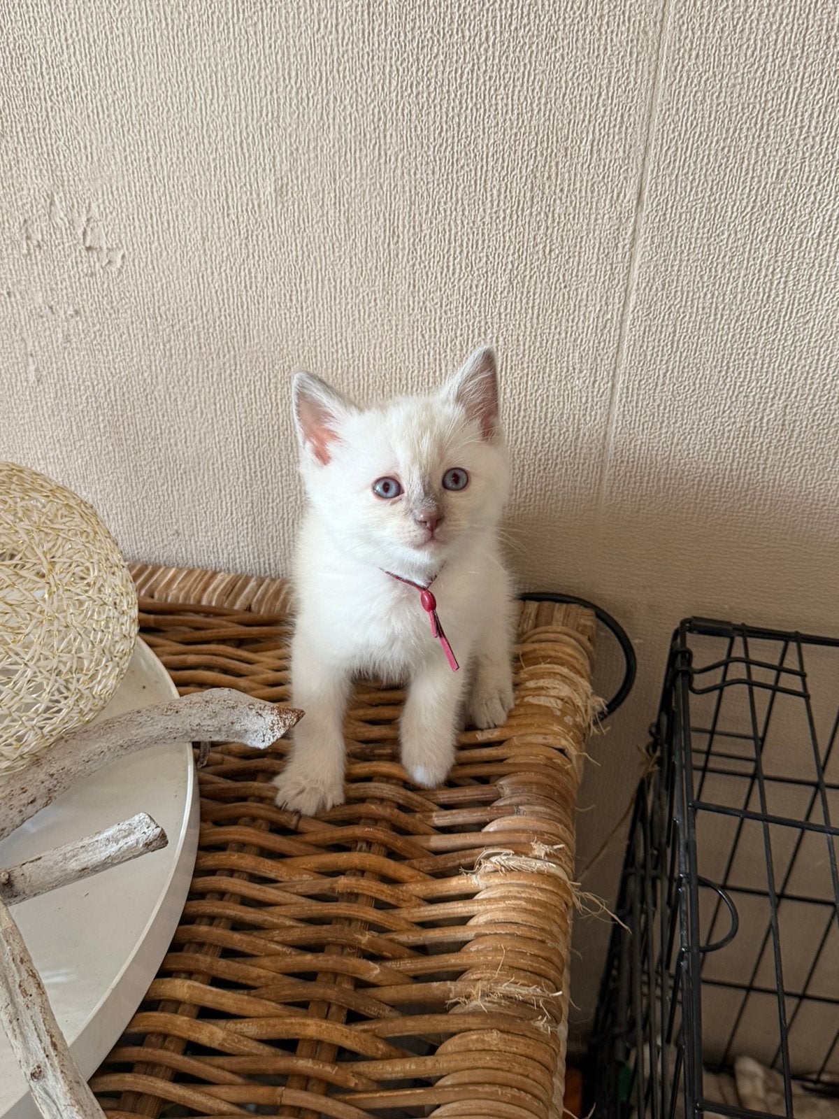 Ragdoll britse korthaar kittens, Meerdere dieren, 0 tot 2 jaar