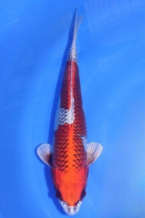 Kujaku Omosako Nisai female 45 cm, Dieren en Toebehoren, Karper of Koi
