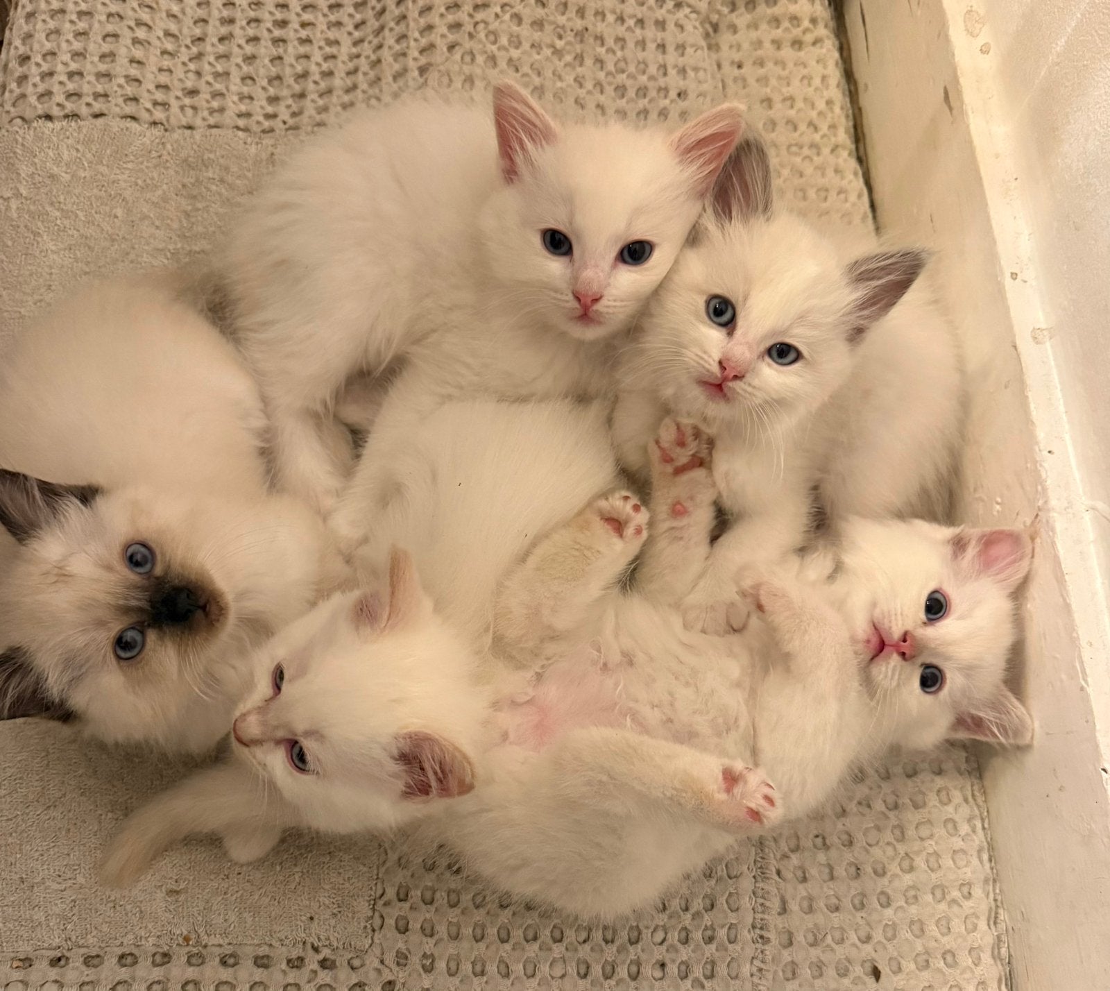 Prachtige Ragdolls raszuiver, Kater, Ontwormd, 0 tot 2 jaar