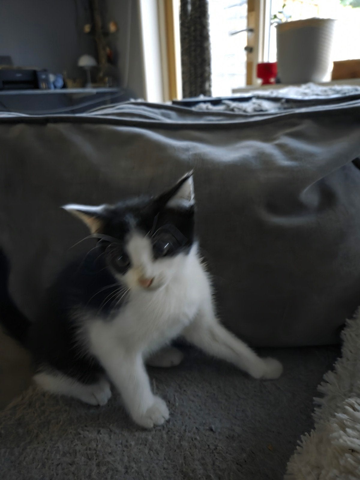 Te koop kitten