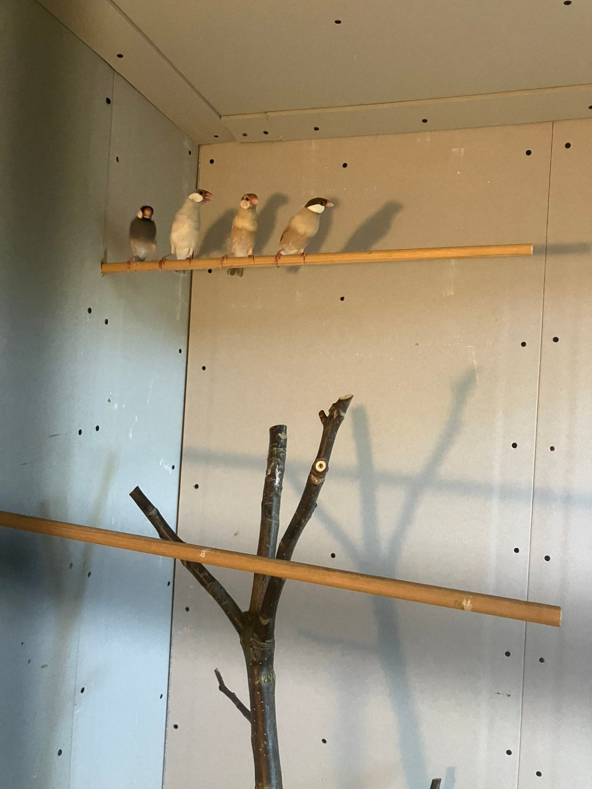 Rijstvogels, Meerdere dieren, Kleurkanarie