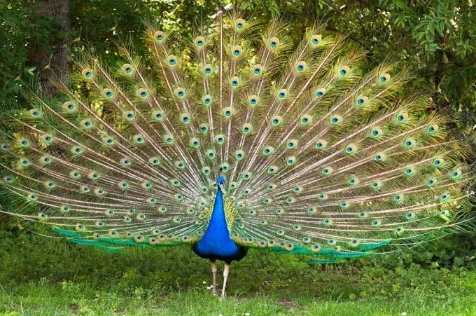 blauwe pauwen, Dieren en Toebehoren, Meerdere dieren, Overige soorten