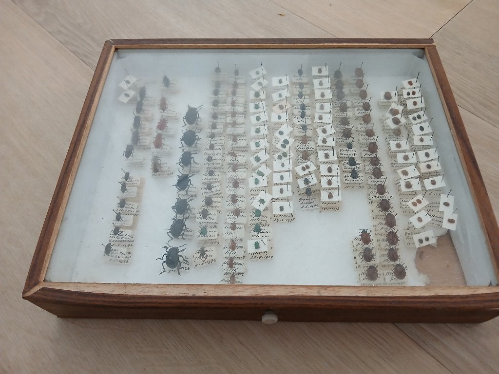 Antieke insectenverzameling in houten vitrine, Ophalen, Gebruikt, Insect, Opgezet dier