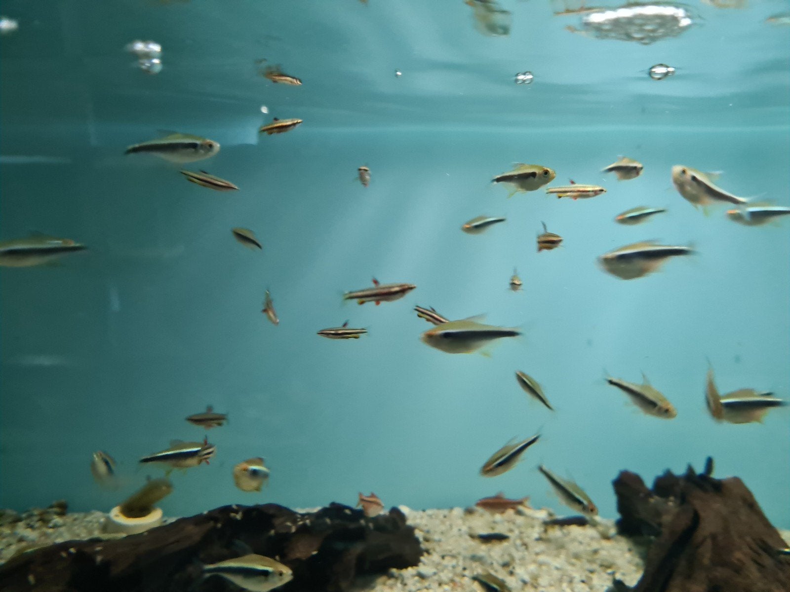 Zwarte Neon Tetra, Hyphessobrycon herbertaxelrodi, Dieren en Toebehoren, Vissen | Aquariumvissen, Vis, Zoetwatervis