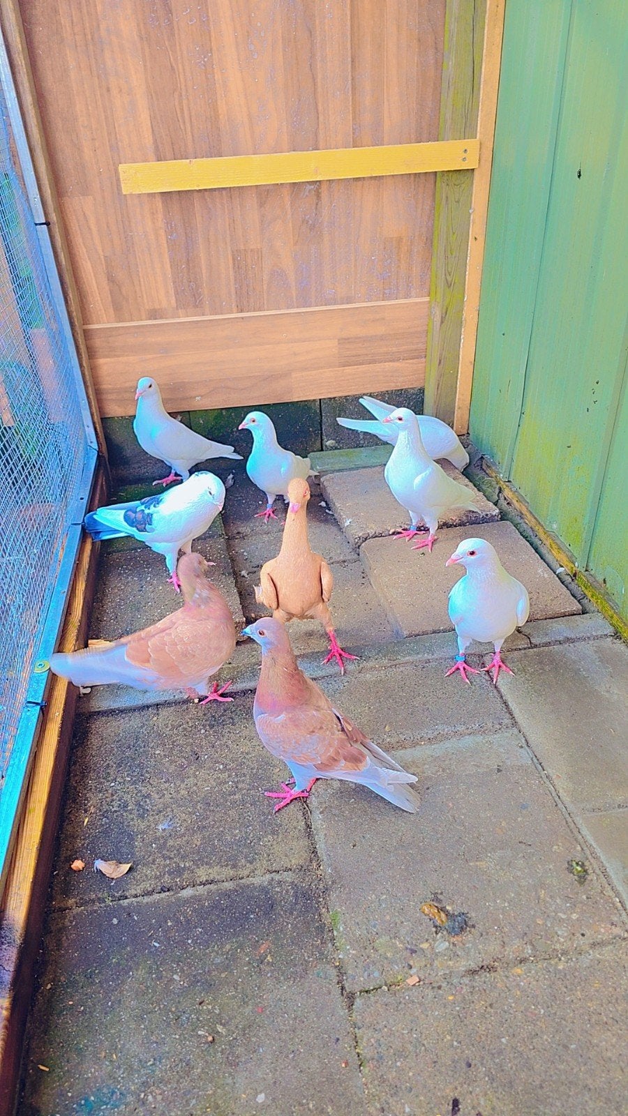 Duiven te koop, Meerdere dieren