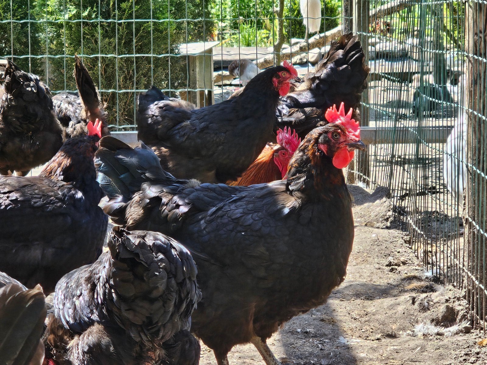 Broedeieren marans blauw en zwart, Dieren en Toebehoren, Pluimvee, Geslacht onbekend, Kip