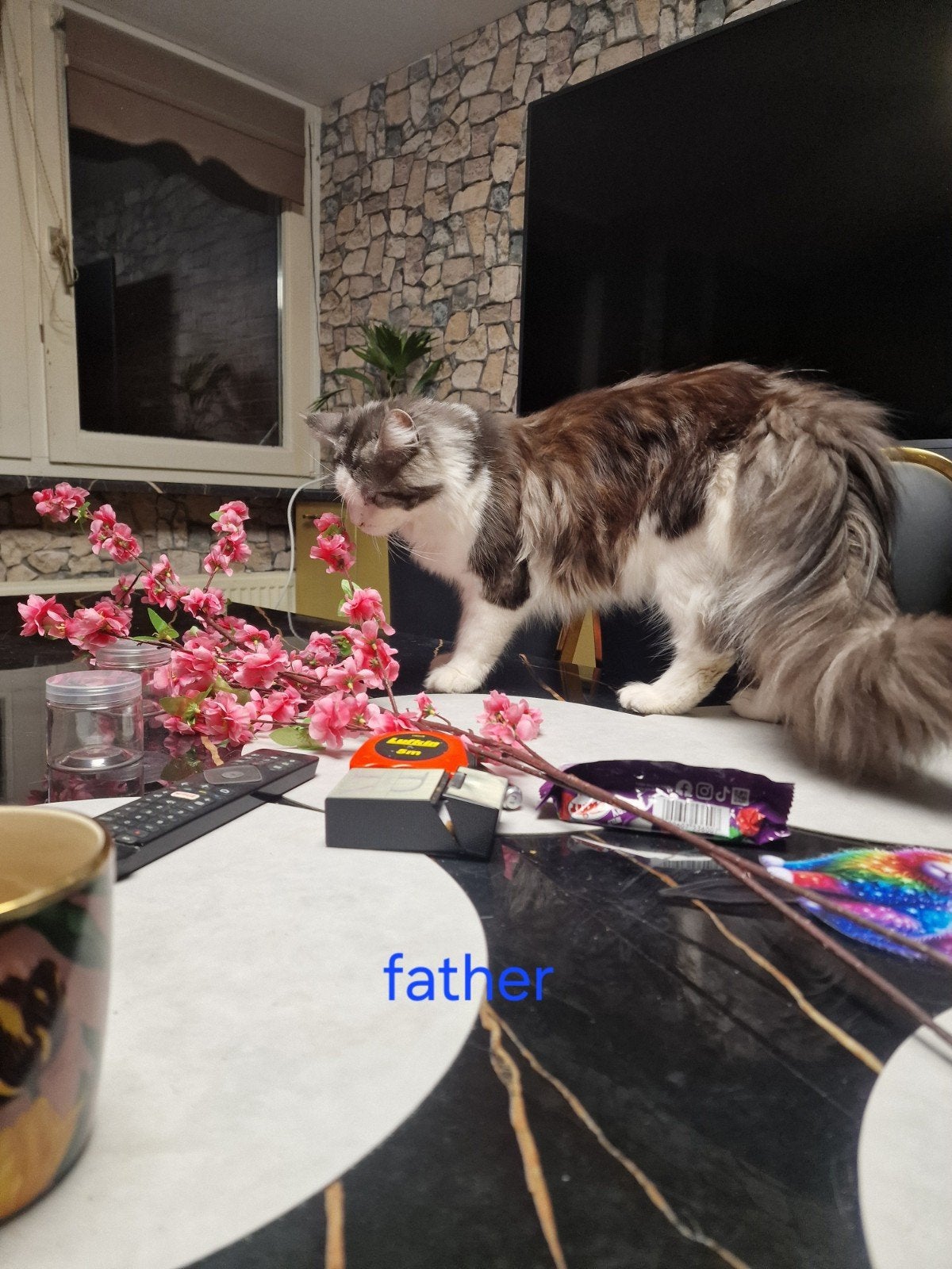 maine coon, Dieren en Toebehoren