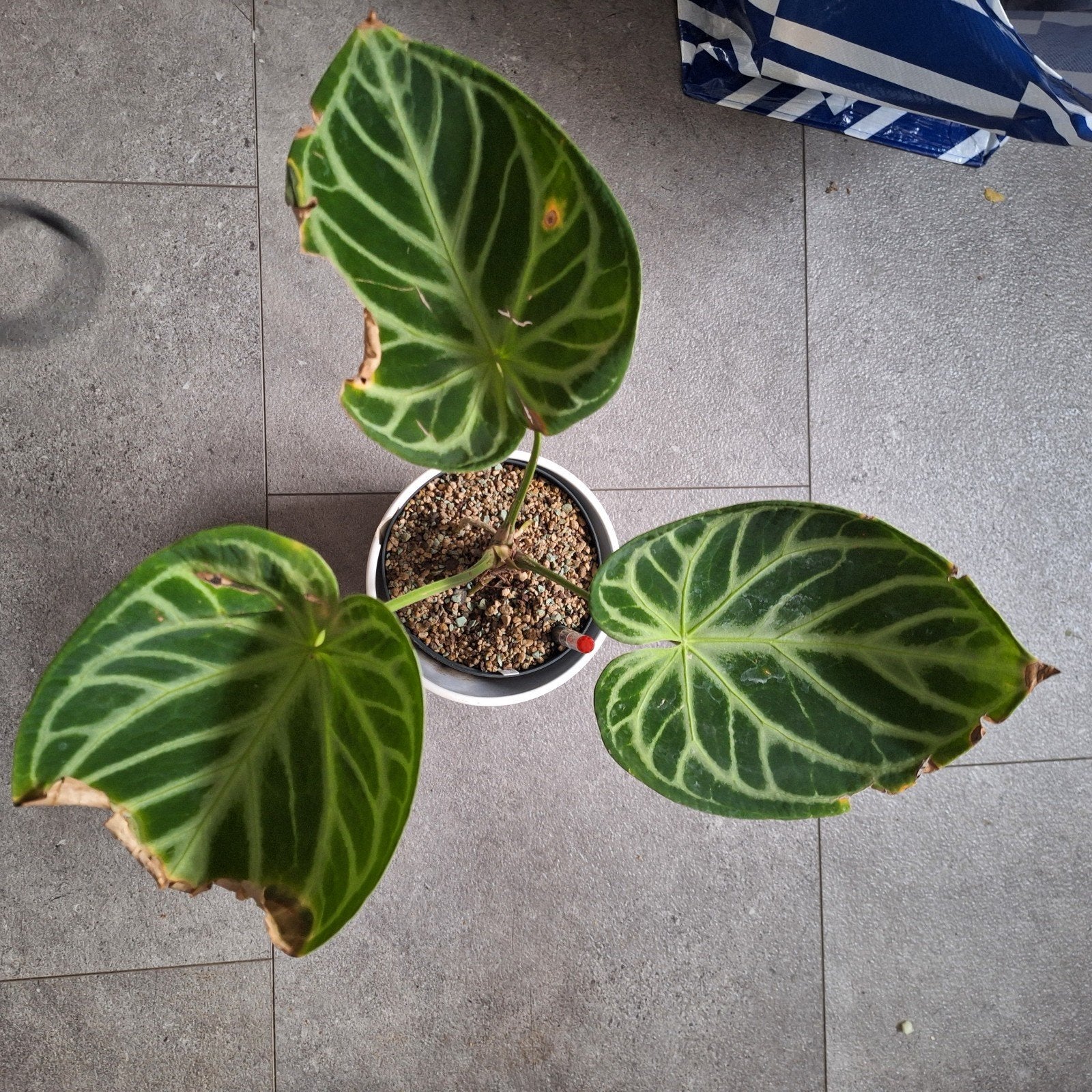 Anthurium Silver Blush, Huis en Inrichting, Kamerplanten, Minder dan 100 cm, Halfschaduw, Ophalen of Verzenden