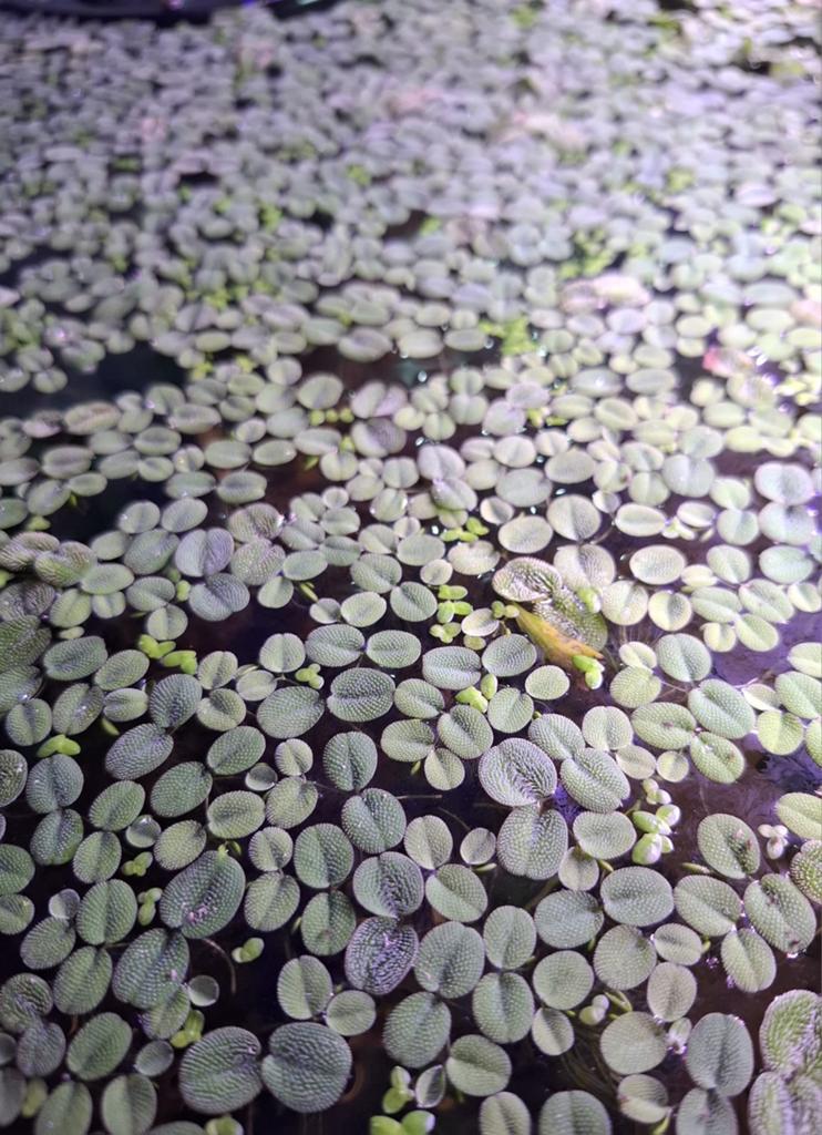 salvinia Minima  ‘kleine vlotvaren, Ophalen of Verzenden, Zo goed als nieuw, Plant(en), Steen of Hout