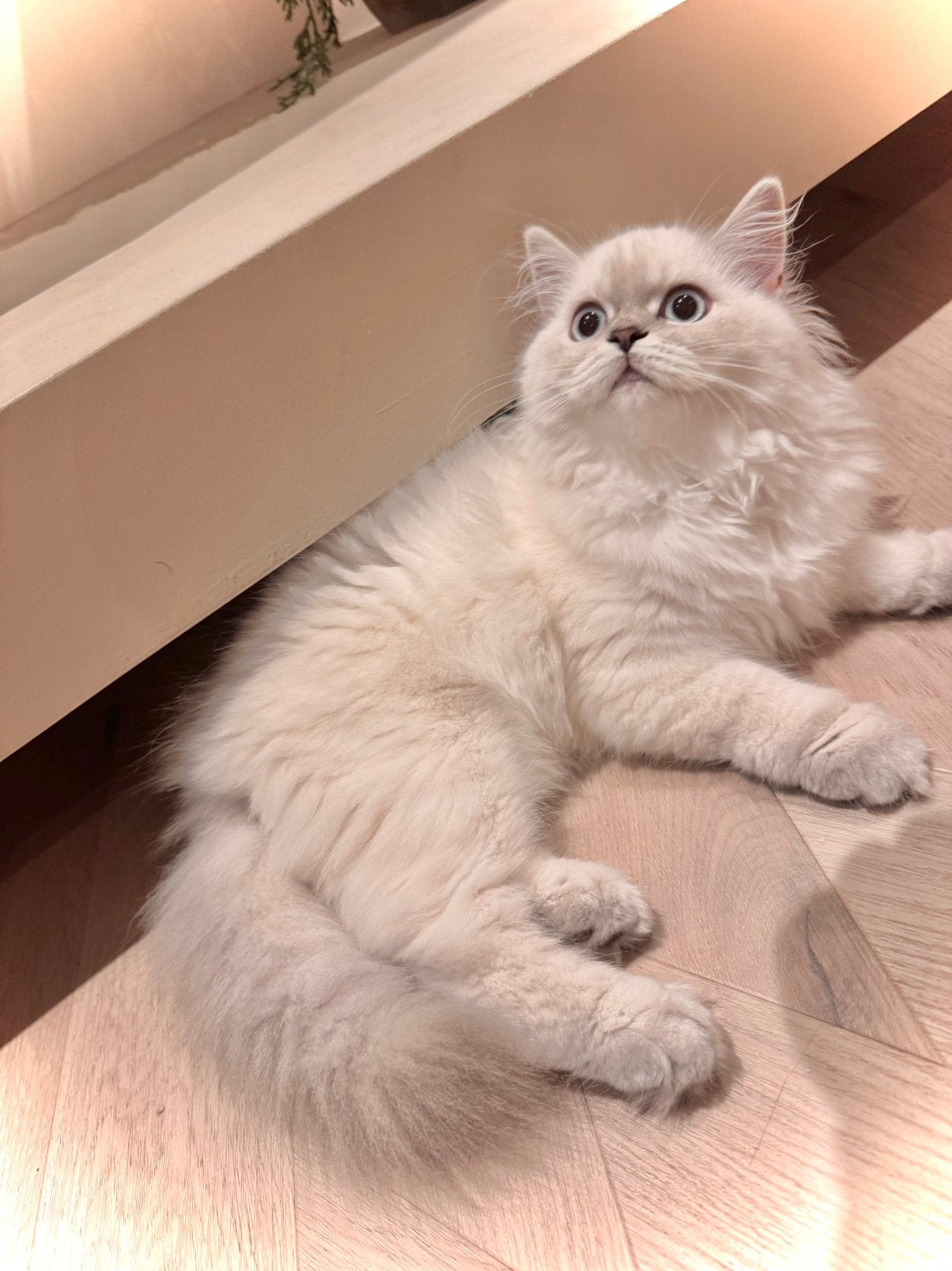 Lieve Britse Langhaar kitten zoekt een liefdevol thuis ️, Poes, Ontwormd, 0 tot 2 jaar