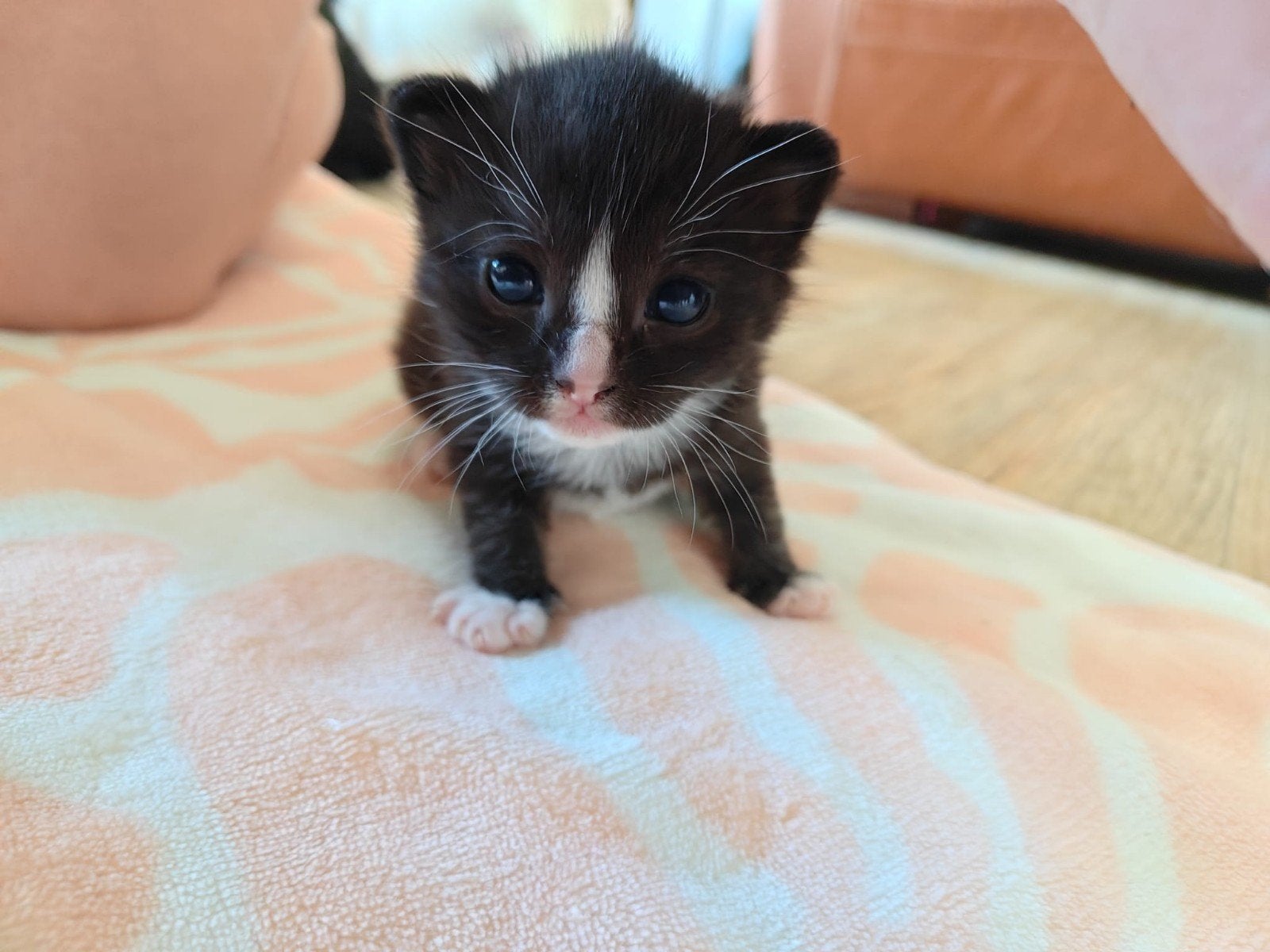 super lieve kittens te koop, Dieren en Toebehoren, Meerdere dieren, Kortharig, 0 tot 2 jaar