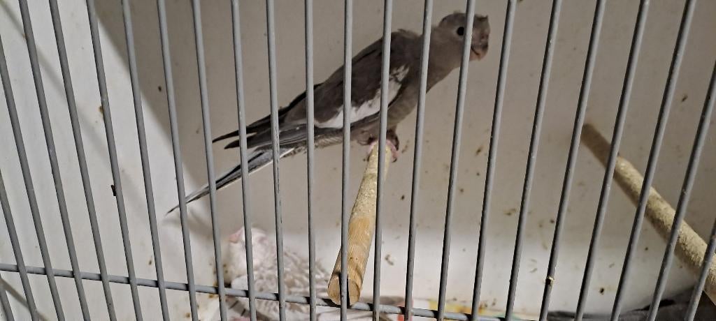 Valkparkieten voor tam te maken, Dieren en Toebehoren, Meerdere dieren, Parkiet, Tam