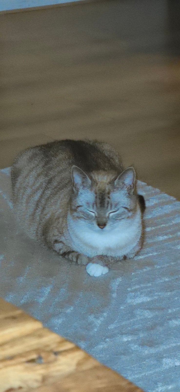 Lieve POES half Britse korthaar, zoekt een nieuwe thuis
